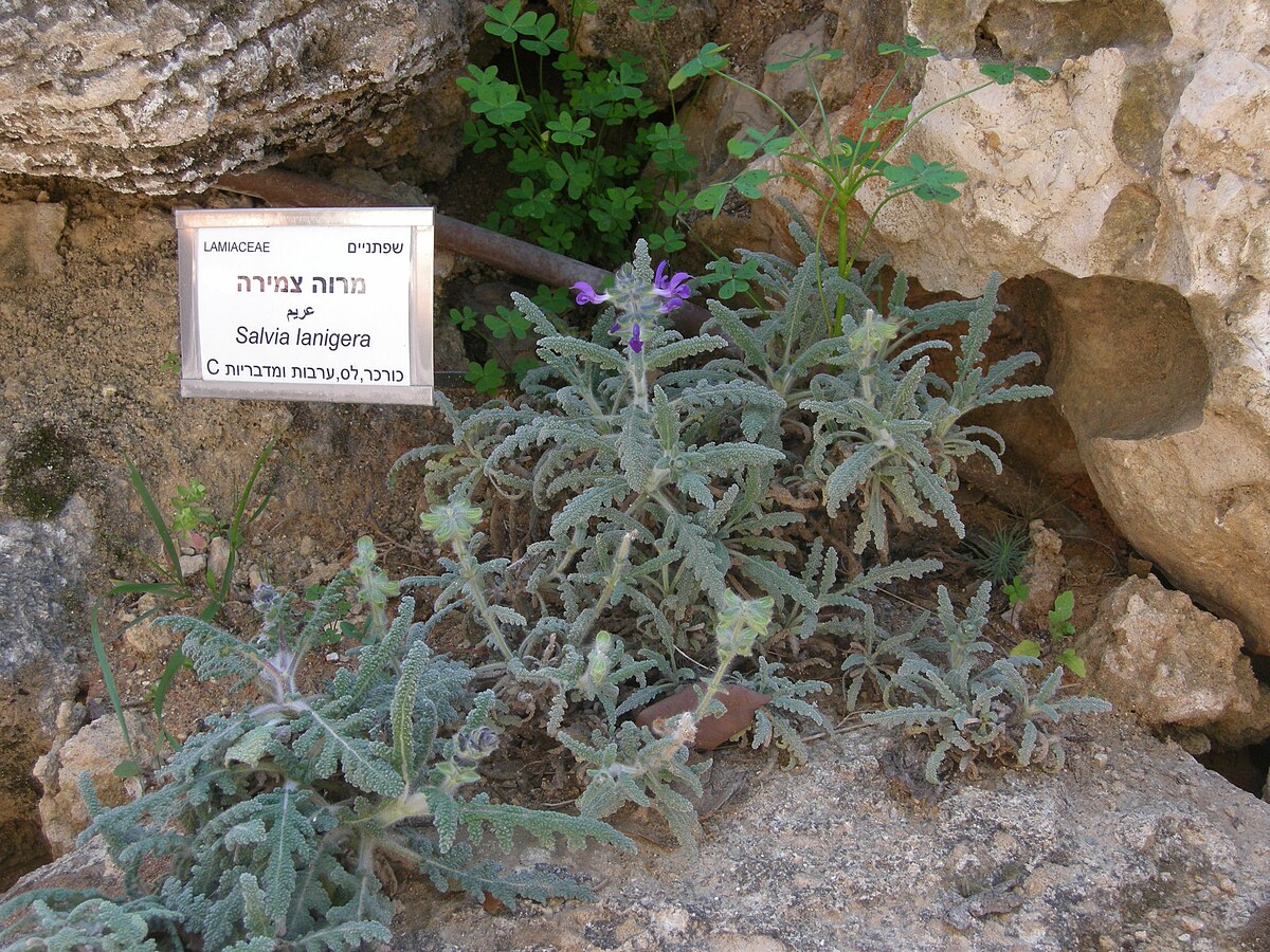 Datei Botanical Garden Of Mount Scopusdscn4684 Jpg Wikipedia