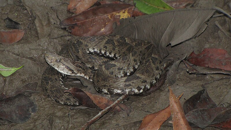 File:Bothrops asper, Colombia.JPG