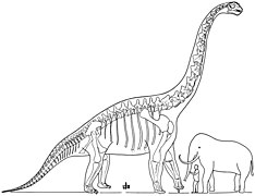 Диаграмма, включающая кости как брахиозавра, так и жираффатитана, за авторством Уильяма Диллера Мэтью, 1915
