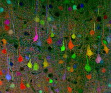 A brainbow of mouse neurons from Smith, 2007 Brainbow (Smith 2007).jpg