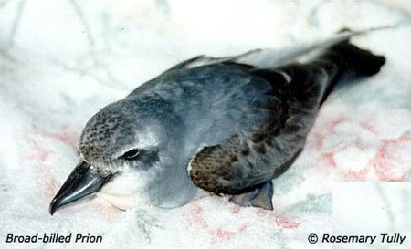 Broad billed prion.jpg