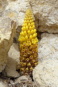 Broomrape (Cistanche tubulosa) Negev.jpg