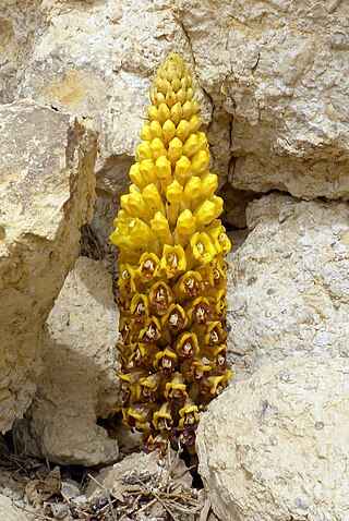 <i>Cistanche</i> Genus of flowering plants belonging to the broomrape family