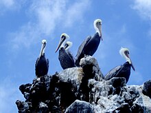 Brown pelicans, Pelecanus occidentalis, CINMS Brown pelicans (Pelecanus occidentalis), CINMS.jpg