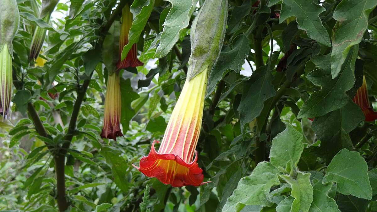 Datura sanguinea