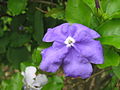 Brunfelsia latifolia - Blüte