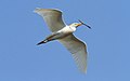 Bubulcus ibis -Dallas, Texas, USA -flying-8.jpg