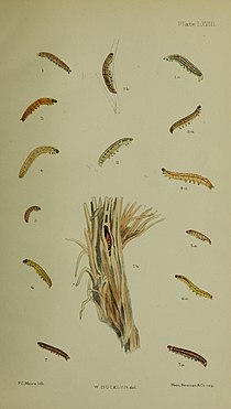 Fig. 1, 1a, 1b larva after last moult Buckler W The larvae of the British butterflies and moths PlateLXVIII.jpg