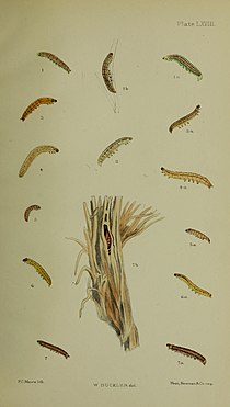 Fig.2 larva after last moult Buckler W The larvae of the British butterflies and moths PlateLXVIII.jpg