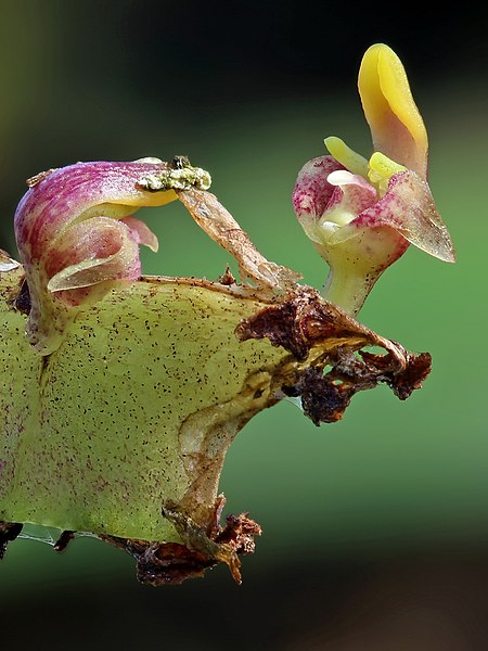 File:Bulbophyllum falcatum GotBot 2015 006 - cropped.jpg