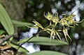 Bulbophyllum scabratum