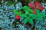 Thumbnail for File:Bunchberry bush.jpg