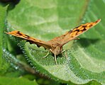 Pararge aegeria (Satyridae) Speckled Wood