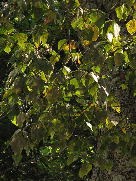 File:Cámbulo - Písamo (Erythrina poeppigiana) (14090567327).jpg