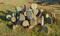* Nomination Cactus (Opuntia ficus-indica), Acatlan, Hidalgo, México --Poco a poco 11:17, 9 January 2014 (UTC) * Promotion QI for me--Holleday 21:33, 12 January 2014 (UTC)