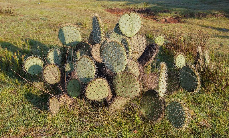 File:Cactus (Opuntia ficus-indica), Acatlán, Hidalgo, México, 2013-10-11, DD 01.JPG