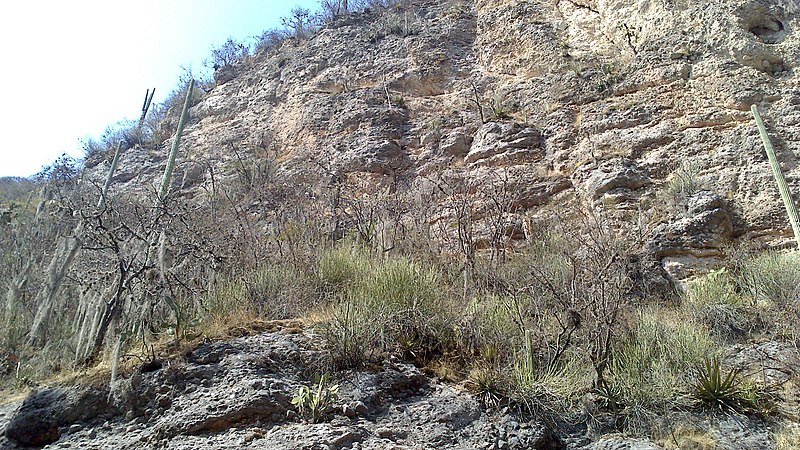 File:Cactus en los acantilados - panoramio.jpg