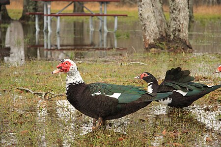 Cairina moschata -Texas -USA-8.jpg