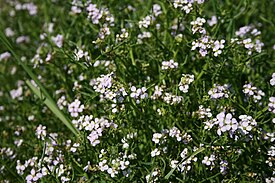 Cakile maritima subsp. baltica