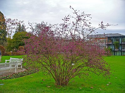 Callicarpa bodinieri Habitus