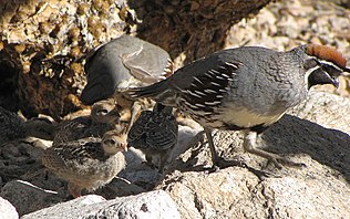 Adults with chicks