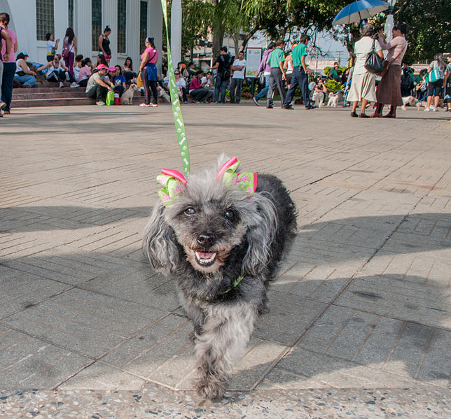 File:Caminata por los perros y animales Maracaibo 2012 (30).jpg