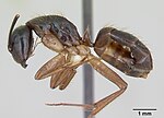 Thumbnail for Camponotus atriceps