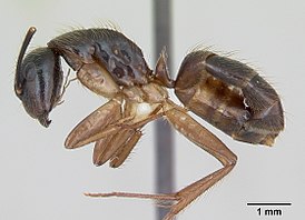 Camponotus atriceps