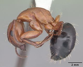 <i>Camponotus decipiens</i> Species of ant
