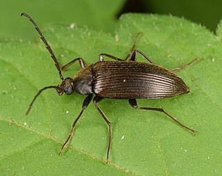 <i>Capnochroa</i> Genus of beetles