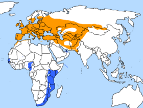       Orange: Yngleområde       Blå: Kendt overvintringsområde       Små, blå stjerner: Muligt overvintringsområde