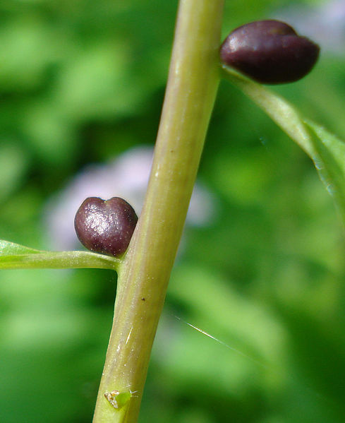 File:Cardamine bulbifera2 W.jpg