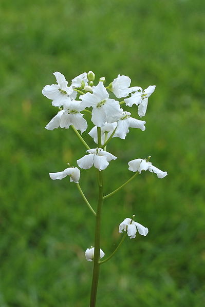 File:Cardamine trifolia. Waardevolle wintergroene bodembedekker 01.JPG