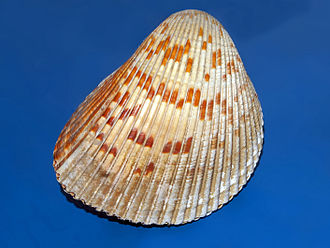 Dinocardium Cardiidae - Dinocardium robustum.JPG