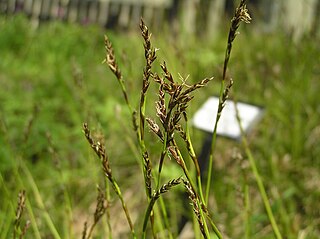 <i>Carex pediformis</i> Species of plant in the genus Carex