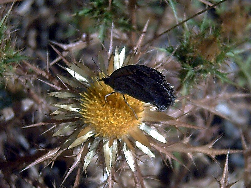 File:Carlina racemosa Polinator SierraMadrona.jpg