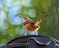 Thumbnail for File:Carolina wren (64103).jpg