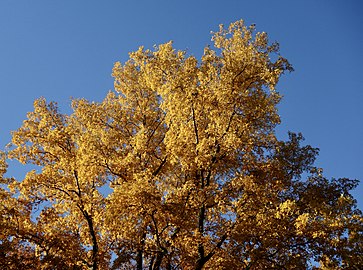 Carya cordiformis AA.jpg