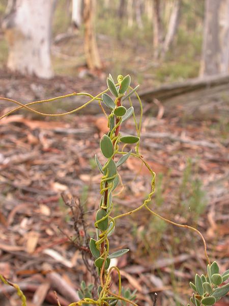 File:Cassytha pubescens parasitising Brachyloma daphnoides 2.jpg