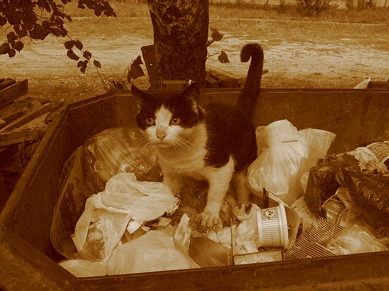 File:Cat feeding on trash (85684228).jpg