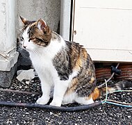 Cat in Tignes.jpg