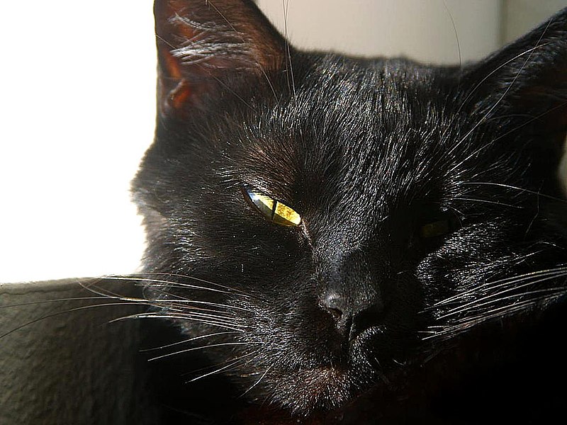 File:Cats eyes furry whiskers black.jpg