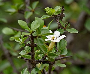 Catunaregam spinosa (Mountain Pomegranate) flower W IMG 9060.jpg