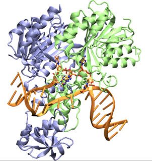 Cell cycle regulated Methyltransferase Bacterial enzyme