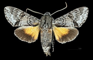 <i>Cautethia grotei</i> Species of moth