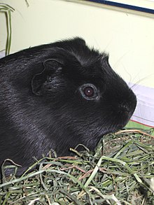 Melanistic guinea pigs (Cavia porcellus) are rare, and are used in rituals by Andean curanderos. Cavia porcellus-Licorice.jpg