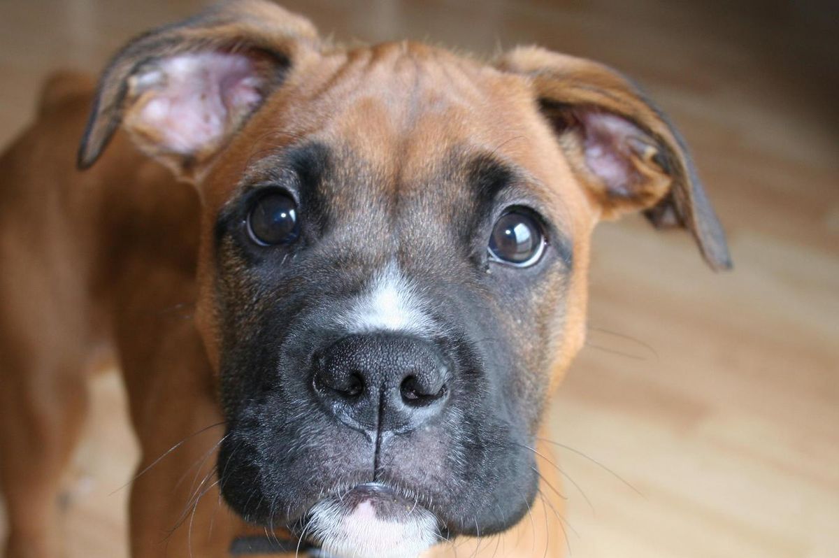 File Ceaser Boxer Pup Jpg Wikimedia Commons