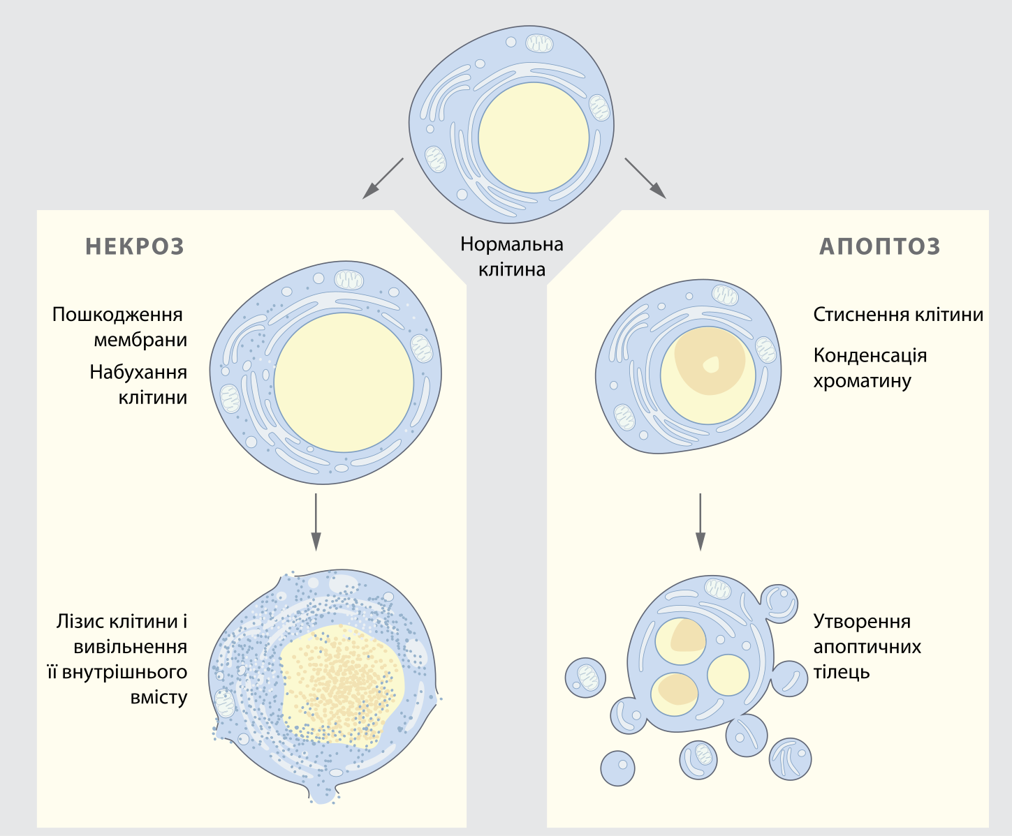 Нормальные клетки. Некроз клетки схема. Некроз и апоптоз клетки. Некроз клетки. Клеточная смерть апоптоз и некроз.