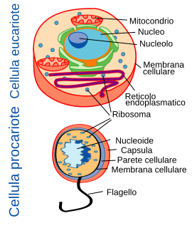 File:CellulaEucarioteProcariote.svg