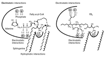 Figure 3: Proposed mechanism of action of ceramide synthase inhibition by FB1; FB1 mimics regions of the sphingoid base and the fatty acyl-CoA substrates. (Merrill et al., 2001) Ceramidesynthasefb1.png